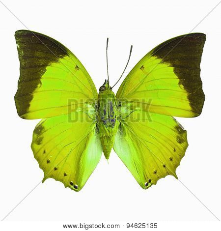 Fancy Butterfly Isolated On White
