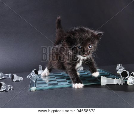 Kitten On Glass Chess Board With Pieces