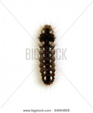  caterpillar isolated on a white background 