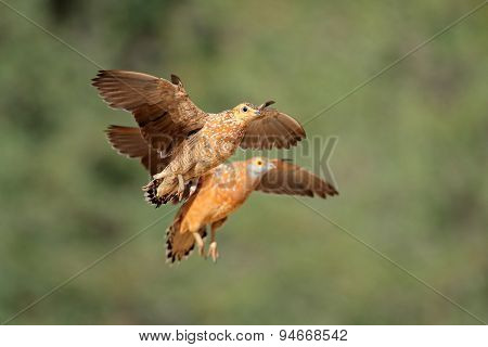 Spotted sandgrouses (Pterocles burchelli) in flight, Kalahari desert, South Africa