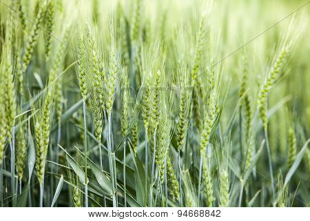 Wheat Kernels Before Harvest