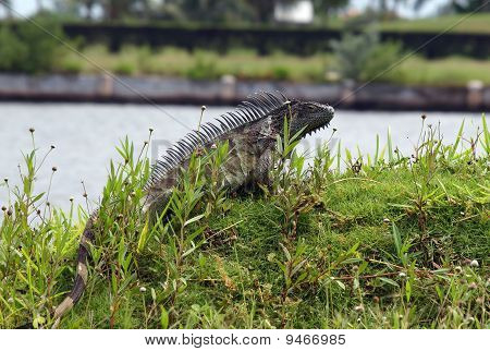 Green Iguana Grand Cayman