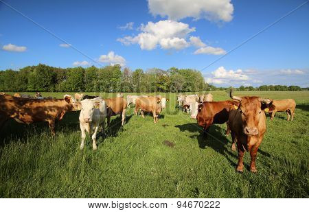 Cattle Herd