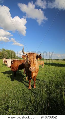 Cattle Herd