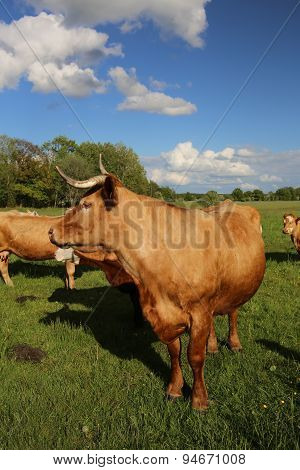 Cattle Herd