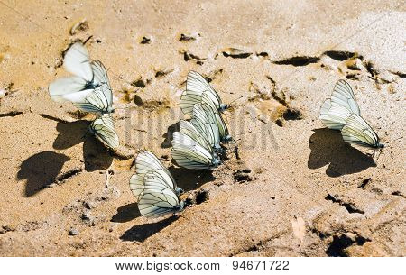 Thorn butterfly (pierid butterfly)
