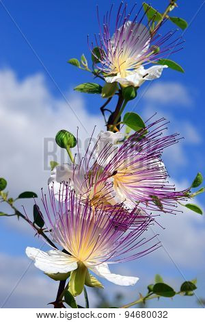 Flowers Of Capparis Spinosa, Caper Bush