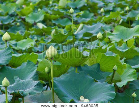 Folhas e lotus verde