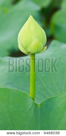 Folhas e lotus verde