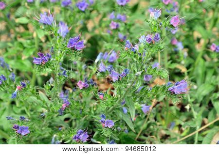 Meadow grass, prairie grass.Hyssop. Blooming medicinal hyssop.