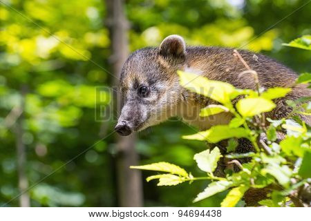 South American Coati (nasua Nasua) Baby