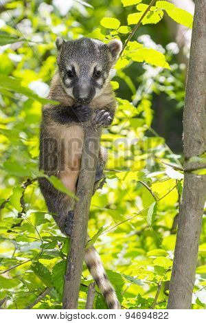 South American Coati (nasua Nasua) Baby