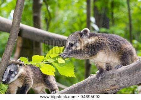South American Coati (nasua Nasua) Baby