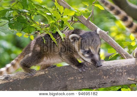 South American Coati (nasua Nasua) Baby
