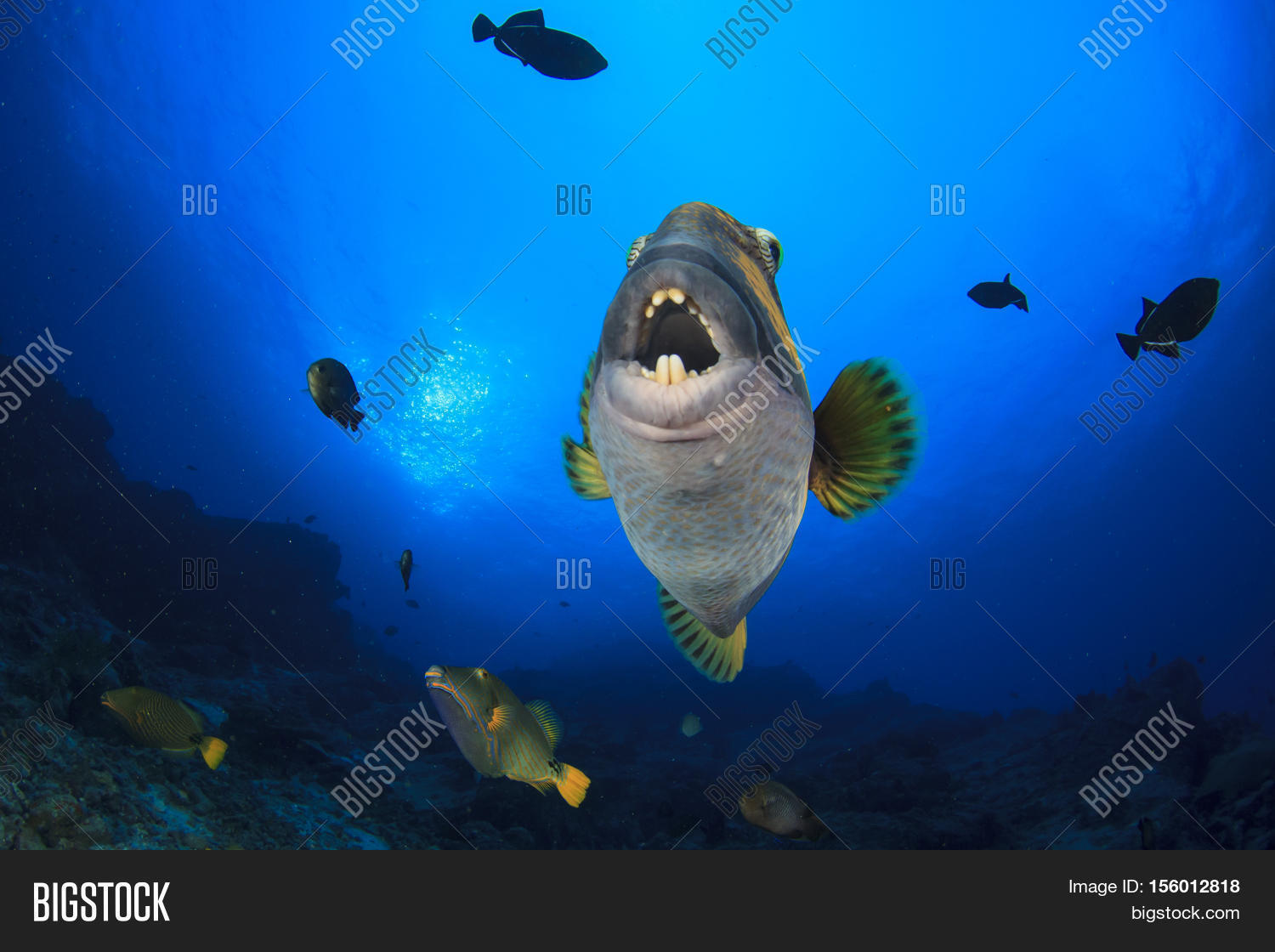 Titan Triggerfish Fish Image & Photo (Free Trial) | Bigstock