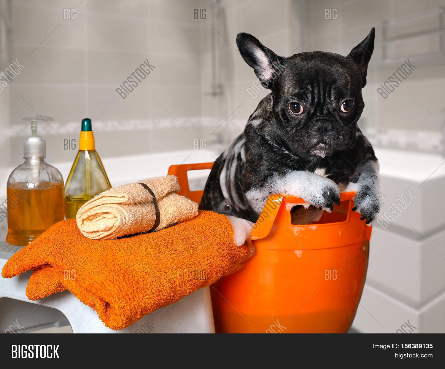 Funny Dog Wash Basin Image & Photo (Free Trial) Bigstock