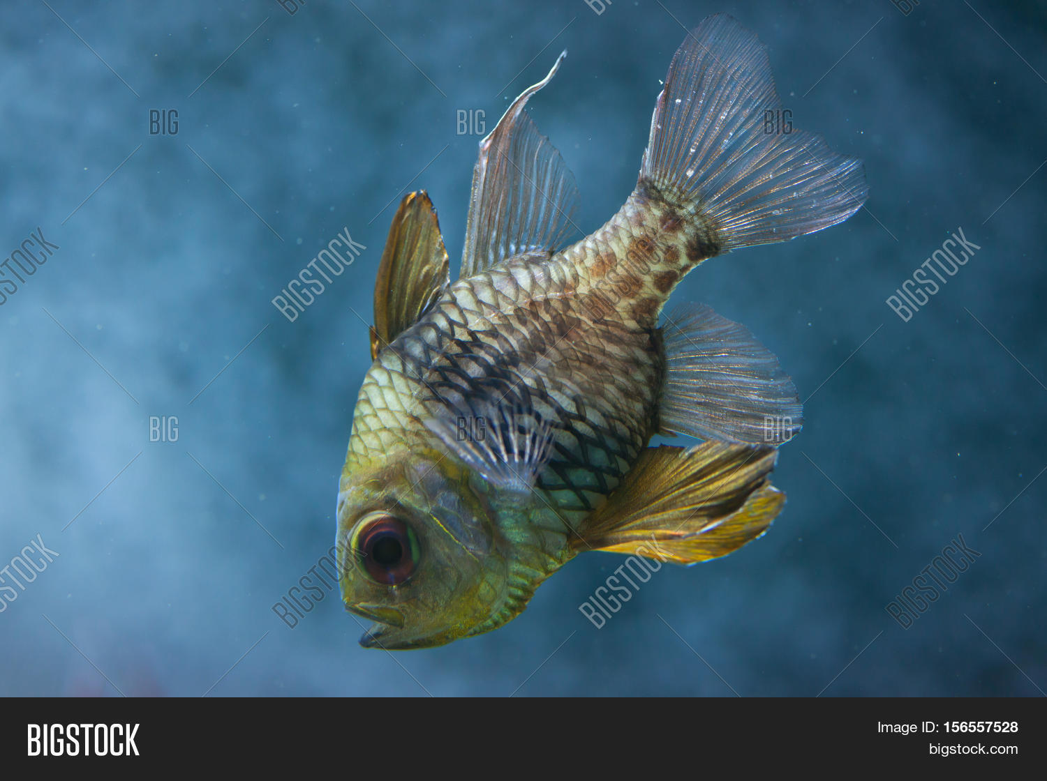 Pajama Cardinalfish ( Image & Photo (Free Trial) Bigstock