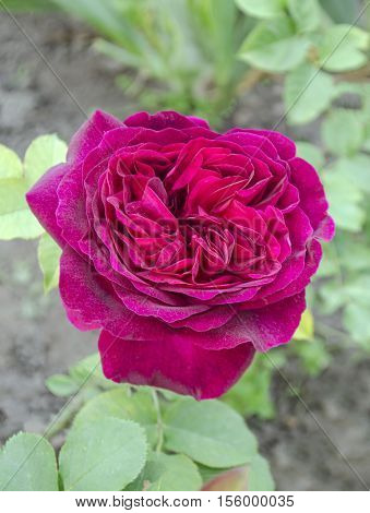 Closeup Of Garden Rose  Falstaff.