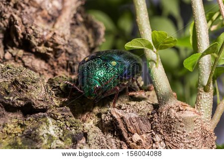 Jewel Beetle (sternocera Ruficornis)
