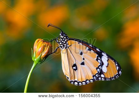 Plain Tiger Butterfly(danaus Chrysippus), Butterfly