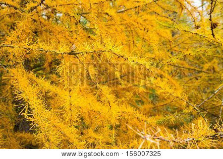 Yellow Larch Branch At Autumn