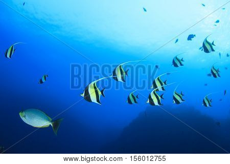 Moorish Idols fish (Bannerfish, butterflyfish, angelfish)