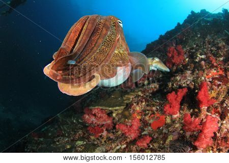 Cuttlefish pair mating