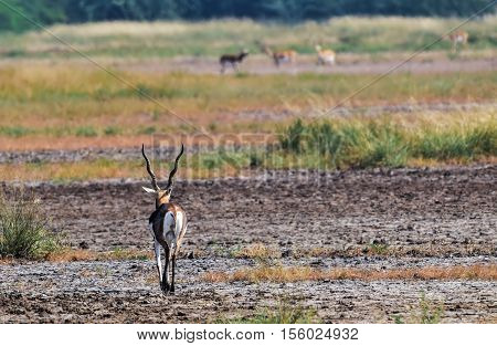Lone male black buck deer walking down the path towards a group of black buck doe