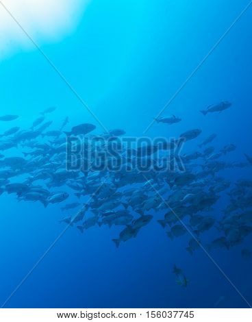 School Of Black And White Snappers (macolor Niger), Maldives