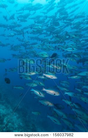 School Of Black And White Snappers (macolor Niger), Maldives