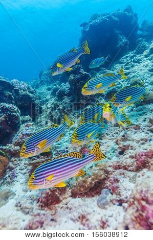 Indian Oriental Sweetlips (plectorhinchus Vittatus), Maldives