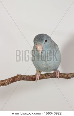 Mauve Forpus, Parakeet, Bird