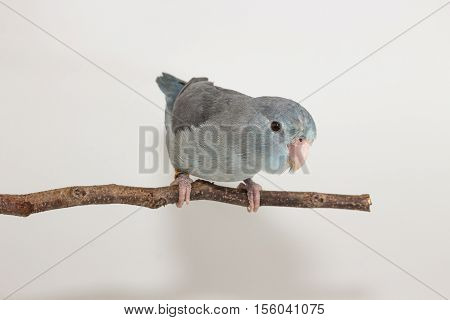 Mauve Forpus, Parakeet, Bird