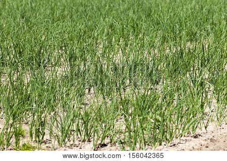 Agricultural field on which grows green onions. Spring. close-up
