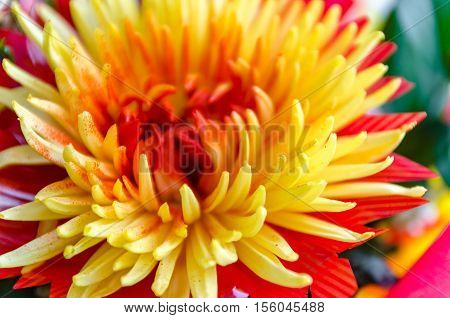 Chrysanthemum disbudded rare yellow red view sort