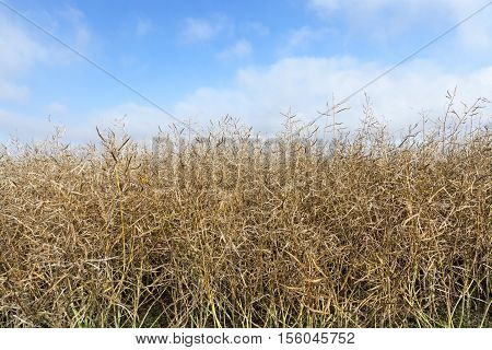 Agricultural field on which grow ripening canola, close-up photo