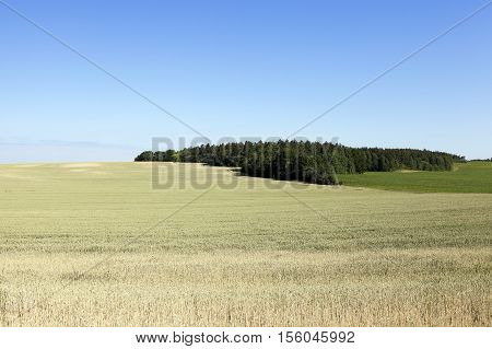 Agricultural field on which grow up cereals wheat, Belarus, ripe and yellowed cereals, small depth of field