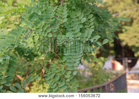 Leaves of Robinia a genus of flowering plants in the family Fabaceae subfamily Faboideae