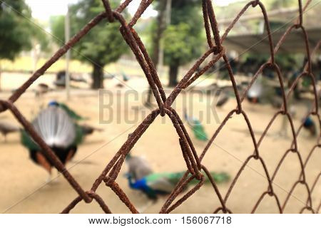 Rusty steel net wire mesh fence Close up and selective focus
