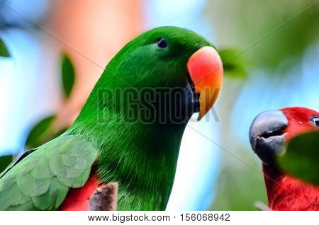 Parrot Tropical Bird