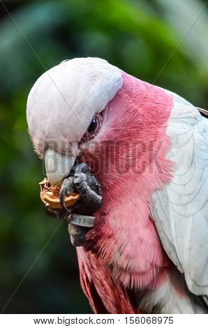 Parrot Tropical Bird