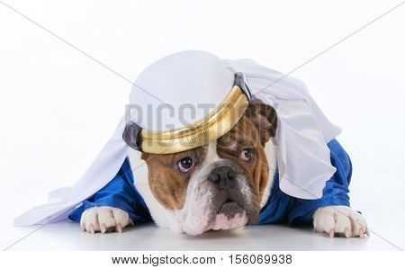 bulldog dressed like a sheik on white background
