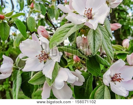 Flowers Quince Blossom In Early Spring