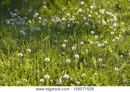 Dandelions in meadow against the sun with shallow depth of field