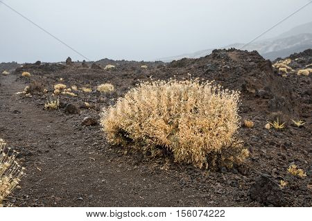 Rosalillo de cumbre in the Teide National Park, october season (Tenerife - Spain)
