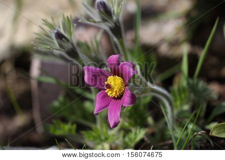 Purple pasque flowers in springtime / Hairy fuzzy pasque-flowers in soft purple pastel colors in springtime