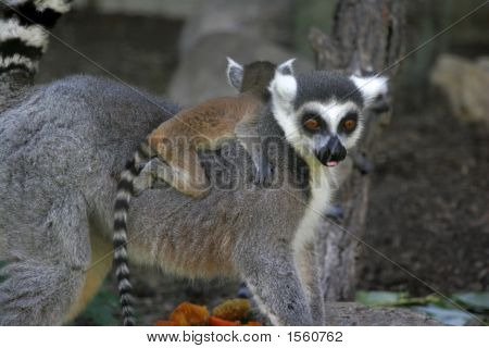 Bague queue Lemur