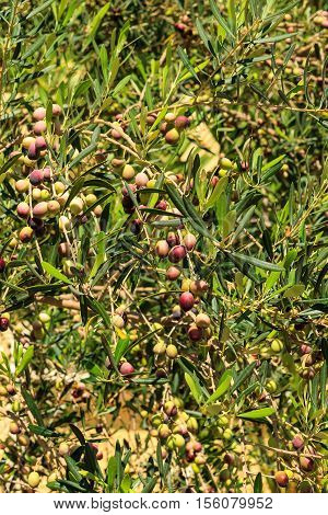 Olives At Branche