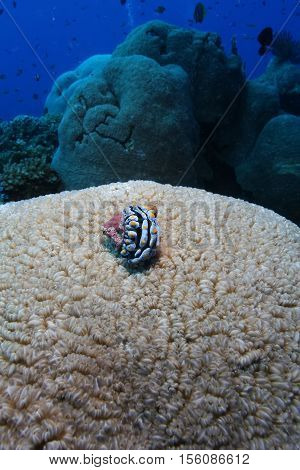 Coral Life Diving Papua New Guinea Pacific Ocea