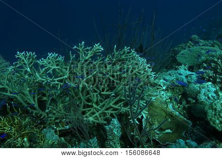 Coral Life Diving Papua New Guinea Pacific Ocea